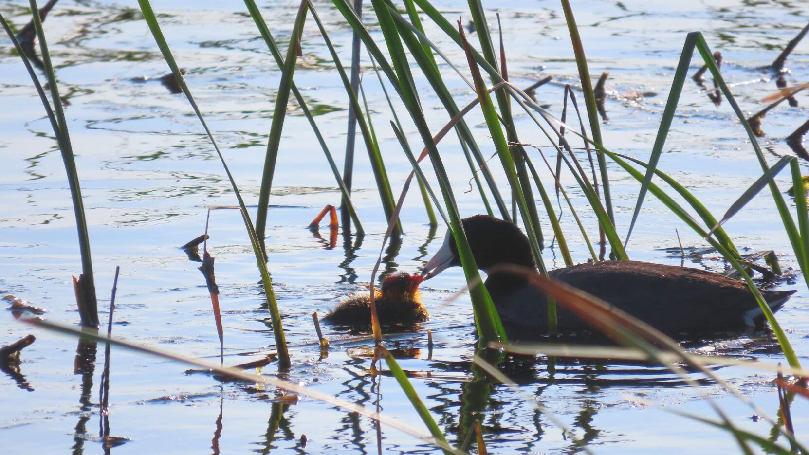 'Need for collaboration': KWUA calls on Reclamation to mitigate, prevent wildlife, ag disasters